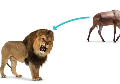 What is food chain explain?